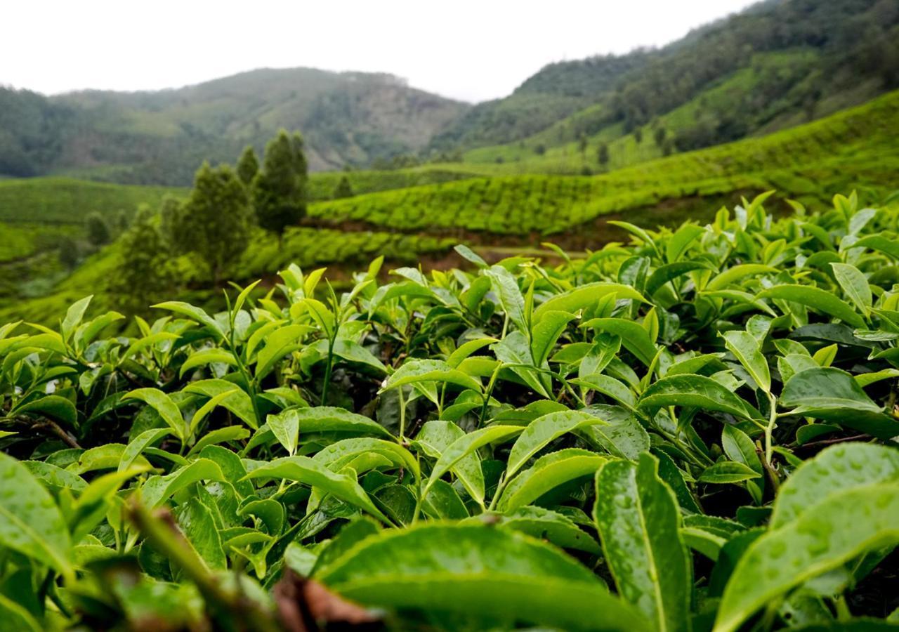 Arivikad Tea Bungalow Munnar By Voye Homes Suryanelli Luaran gambar